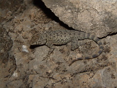 Sceloporus merriami australis