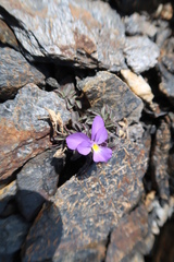 Viola diversifolia