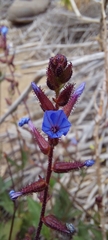 Plumbago caerulea