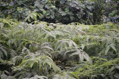 Dicranopteris linearis