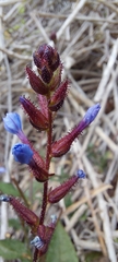 Plumbago caerulea