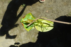 Choeradodis rhomboidea