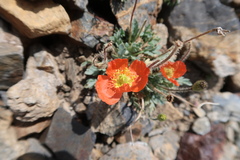 Papaver lapeyrousianum