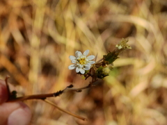 Jungia polita