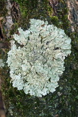 Flavoparmelia caperata