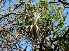 Tillandsia lorentziana