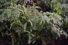 Dicranopteris linearis