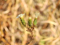 Jungia polita