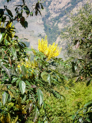 Berberis napaulensis