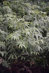 Dicranopteris linearis