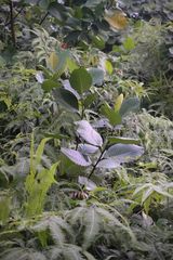 Dillenia suffruticosa