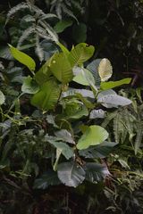 Dillenia suffruticosa