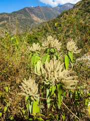 Colebrookea oppositifolia