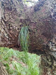 Vittaria lineata image