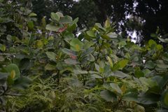 Dillenia suffruticosa