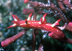 Okenia kondoi
