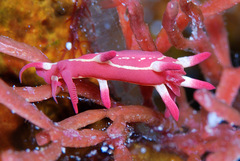 Okenia kondoi