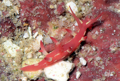 Okenia kondoi