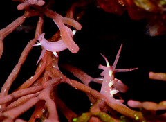 Okenia kondoi