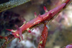 Okenia kondoi