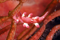 Okenia kondoi