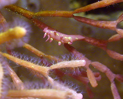 Okenia kondoi
