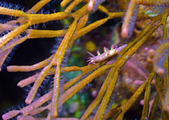 Okenia kondoi