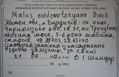 Malus niedzwetzkyana