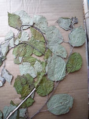 Malus niedzwetzkyana