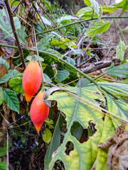 Trichosanthes cucumerina