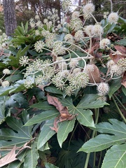 Fatsia