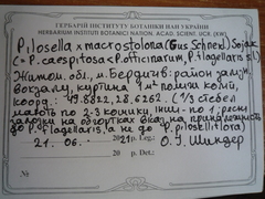 Pilosella macrostolona