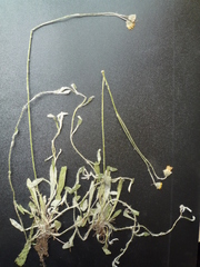 Pilosella macrostolona