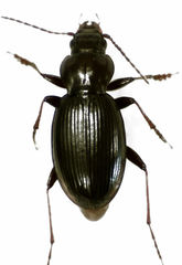 Loxomerus brevis