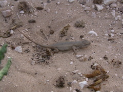 Sceloporus arenicolus