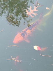 Cyprinus rubrofuscus