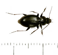 Loxomerus brevis