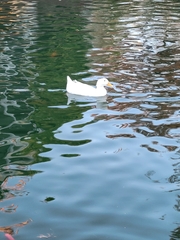 Anas platyrhynchos domesticus