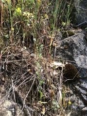 Plagiobothrys tenellus