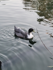 Anas platyrhynchos domesticus