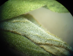 Atriplex oblongifolia