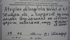 Atriplex oblongifolia