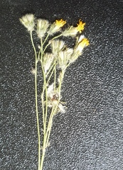 Pilosella floribunda