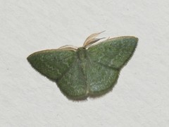 Chlorocoma tachypora