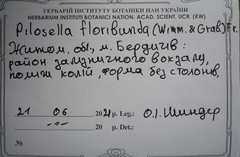 Pilosella floribunda