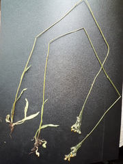 Pilosella floribunda