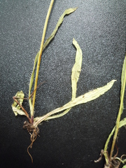 Pilosella floribunda