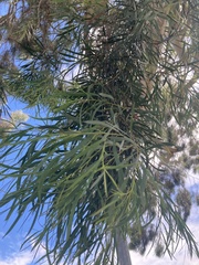 Eucalyptus pulchella