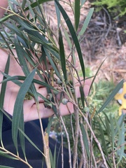 Eucalyptus pulchella