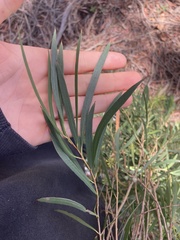 Eucalyptus pulchella